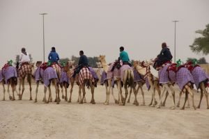 Training kamelenrace