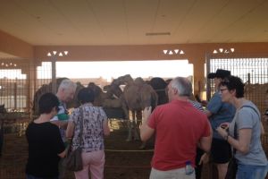 Op de kamelenmarkt in Al Ain
