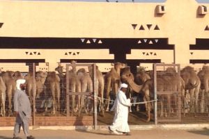 Op de kamelenmarkt in Al Ain