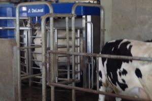 Bezoek Oekrains melkveebedrijf met robots om te melken
