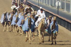 training kamelenrace
